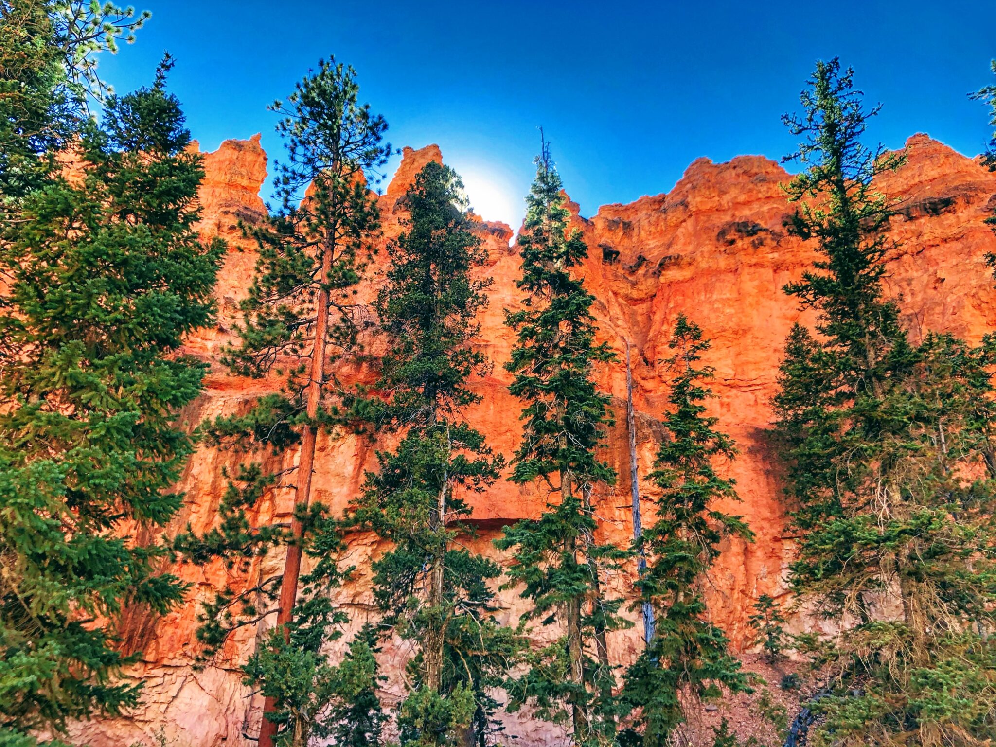 Green pine trees with red rock behind them in Bryce Canyon